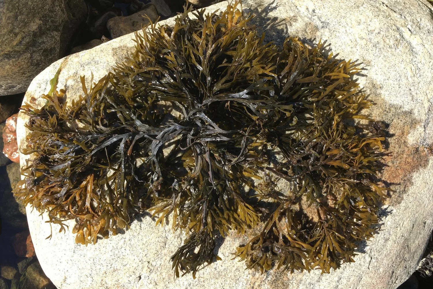 A ‘Real Super Female’: 310-Mile Stretch of Seaweed May Be World’s Biggest Clone