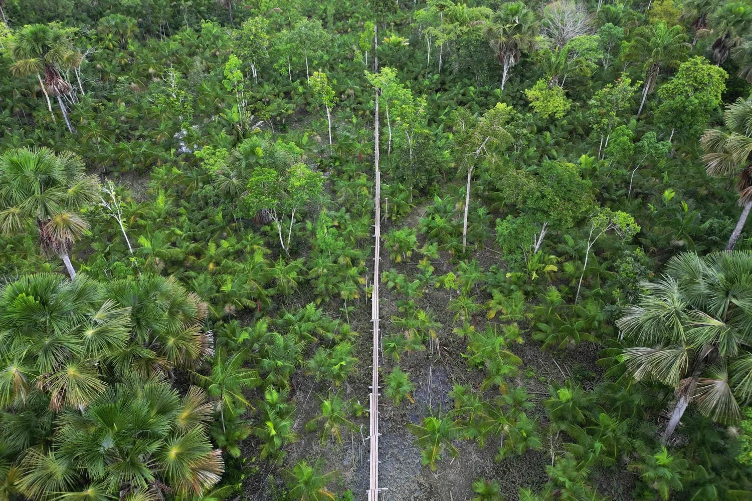 Brazil Clears 8 Miles of Amazon Rainforest to Make Space for UN Climate Conference