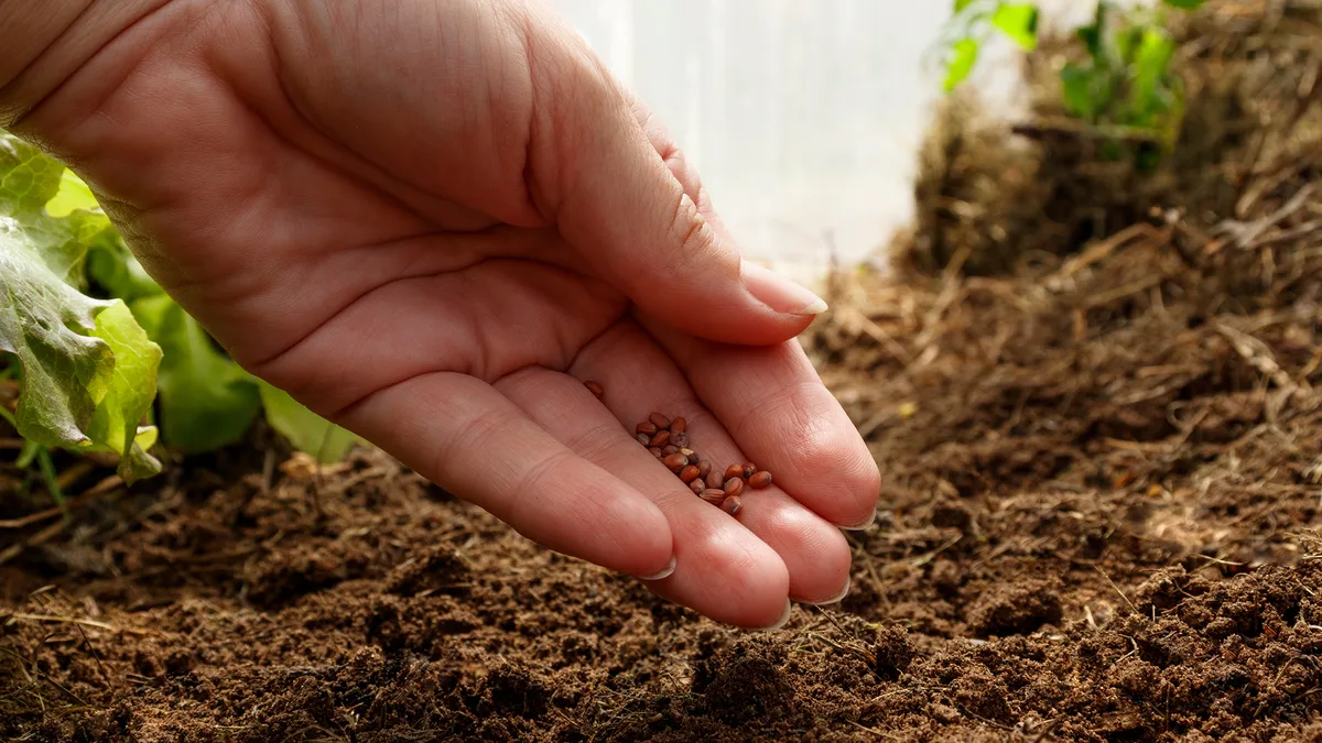 7 tips to sow seeds successfully outdoors