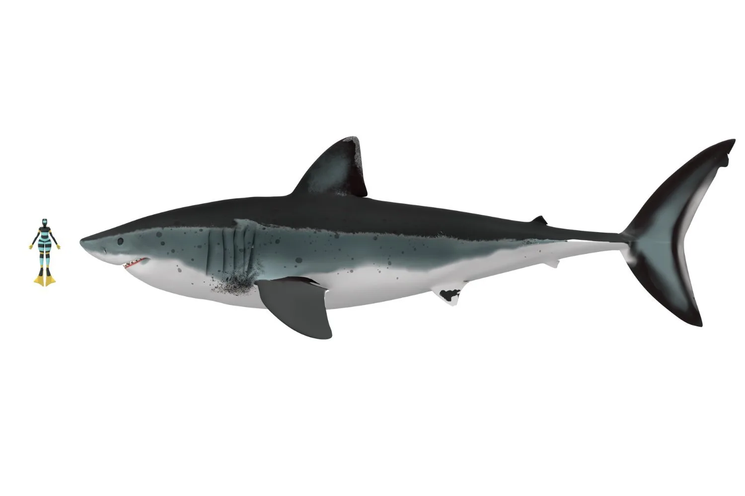 Some Megalodons Reached 80 Feet—But They Weren’t Built Like Great Whites, Research Suggests
