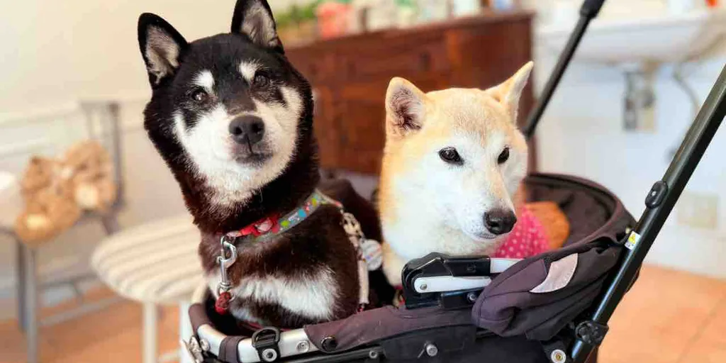 The Next Doge? Meme Shiba Inu Owner's New Pup Inspires Official Cocoro Coin