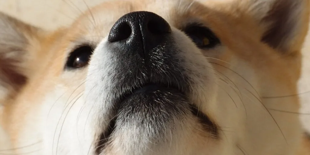 Dogecoin Down Bad: Elon Musk's Favorite Meme Coin Sheds Post-Election Gains