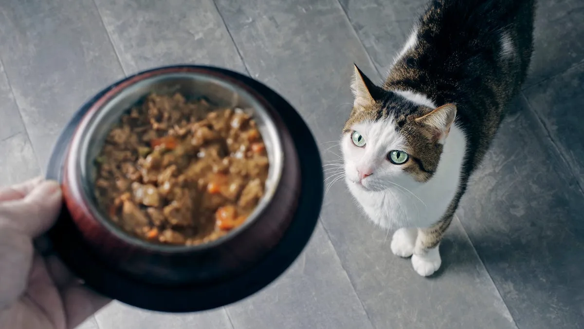 Another Cat Food Recalled for Possible Bird Flu Contamination