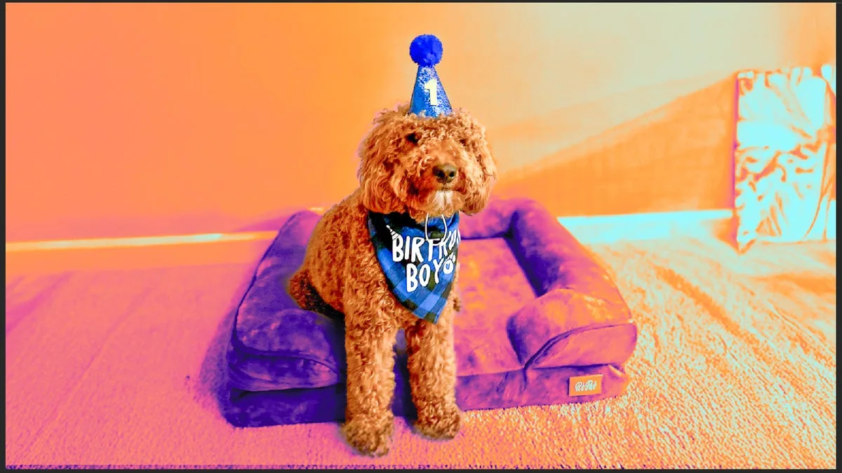 Yes, You Can Claim Pet Expenses on Your Tax Return in These 4 Situations