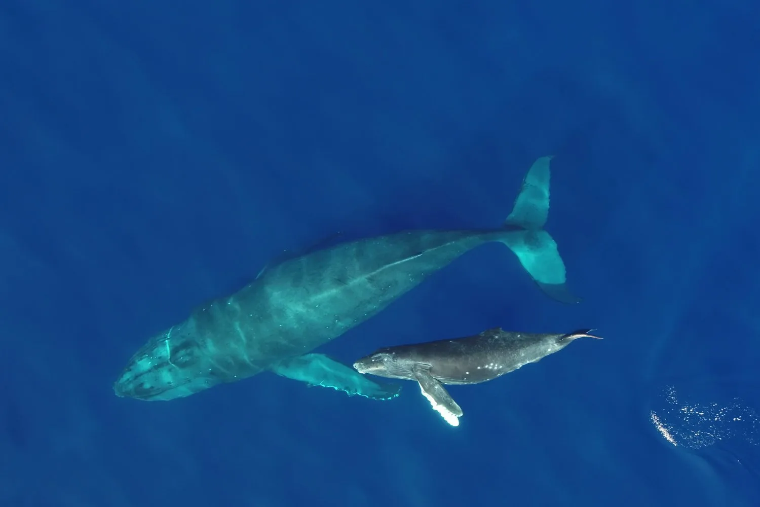 ‘Whale Conveyor Belt’ Moves Tons of Nutrients Across the Ocean—Through Urine