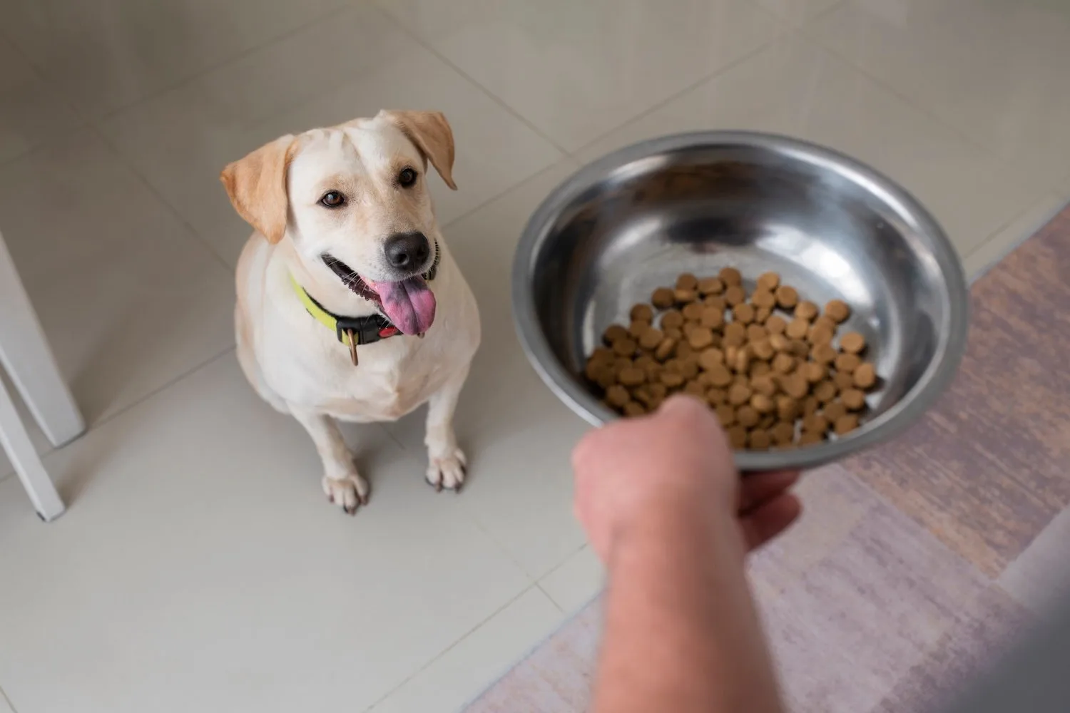 When It Comes to Unwanted Weight Gain, Humans and Labradors Have This in Common