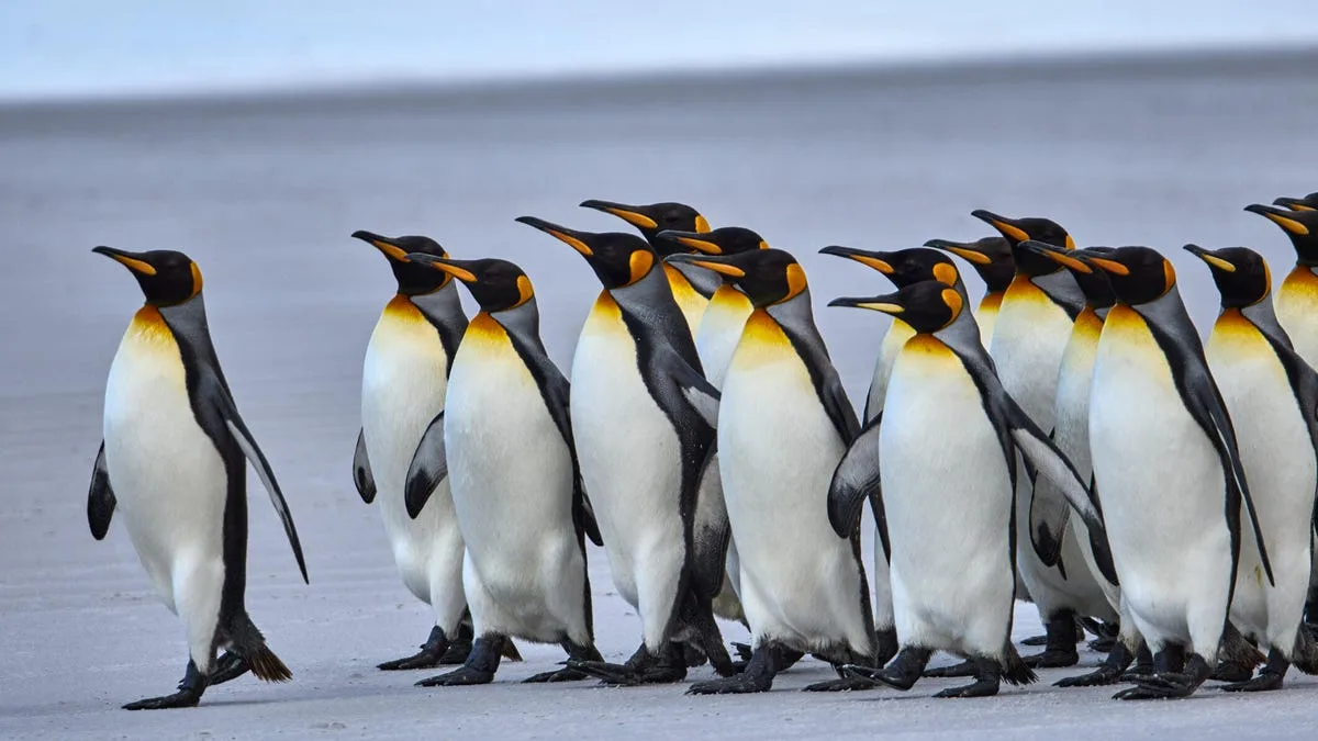 Seeking the latest in Linux? There's a right way and a wrong way to use  Distrowatch