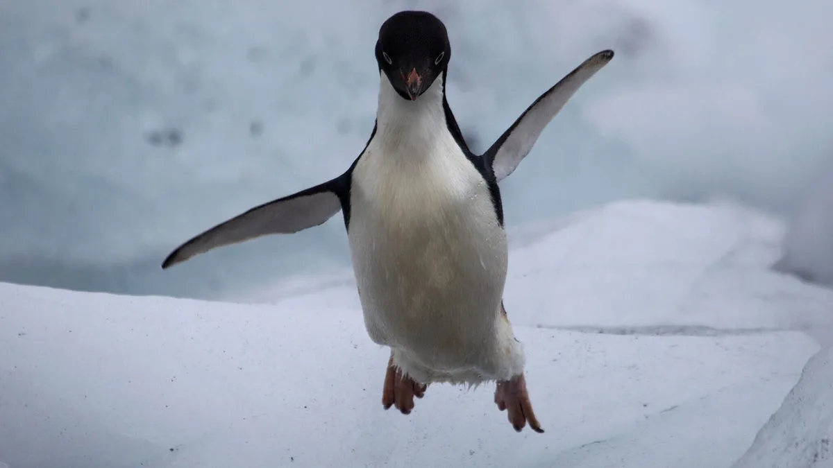 Why the Starship prompt is better than your default on Linux and MacOS