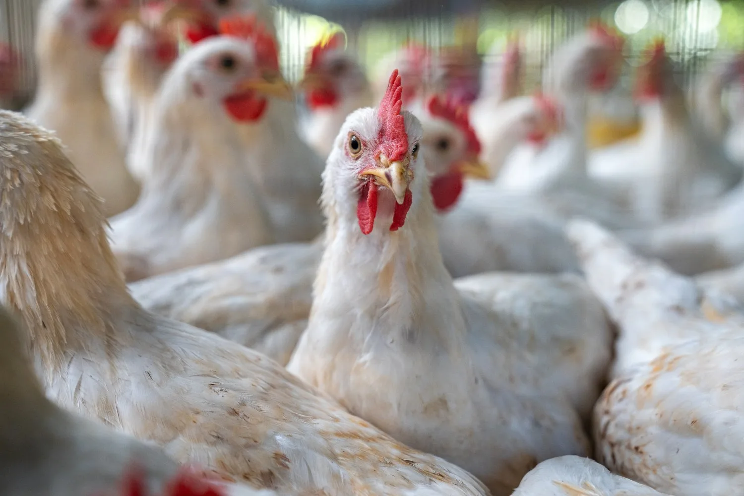 Move Over, H5N1—Another Bird Flu Strain Has Arrived in the U.S.