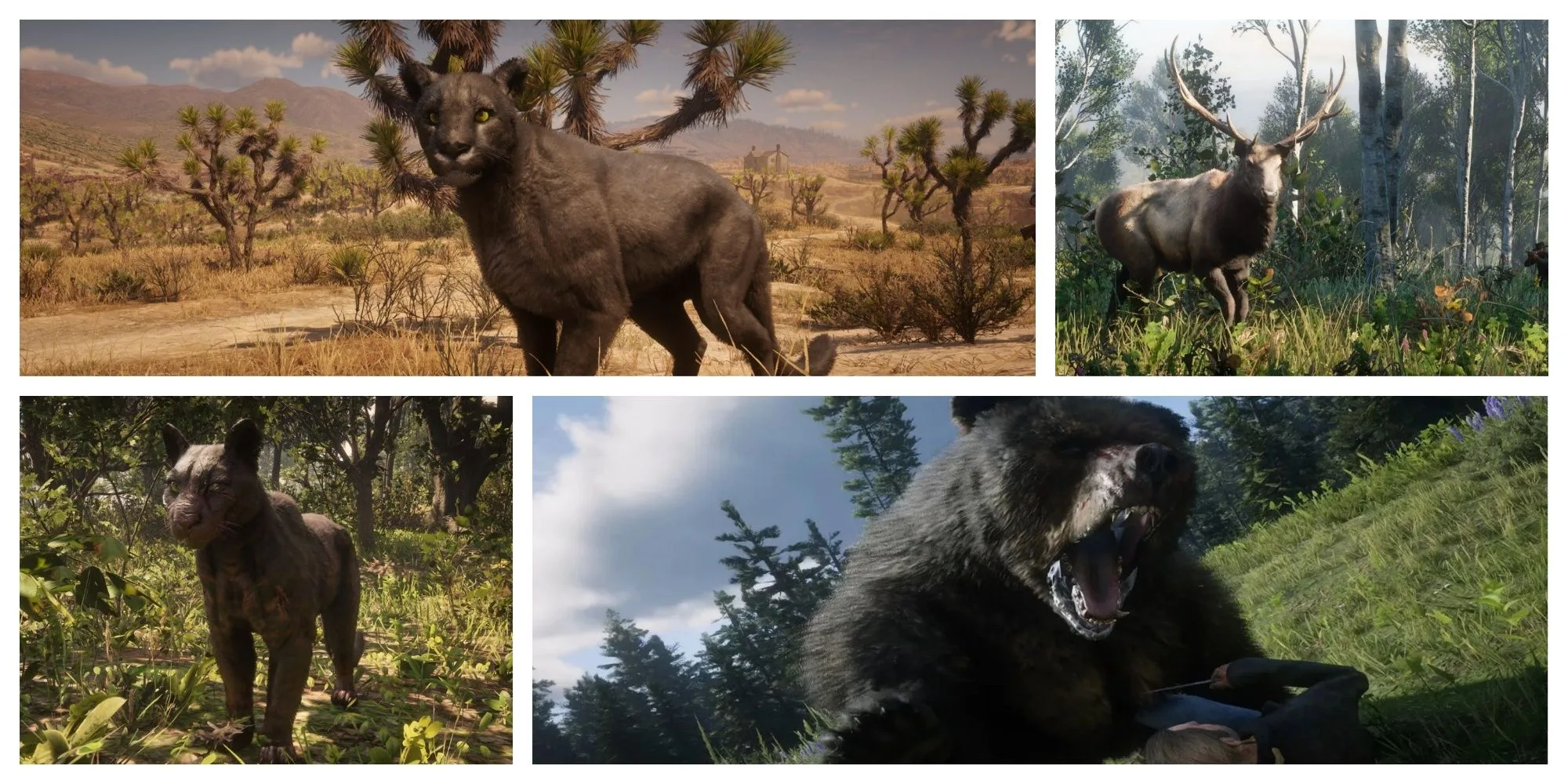 Red Dead Redemption 2: 7 Hardest Animals To Hunt