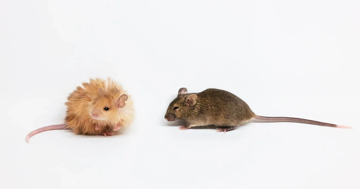 Scientists Modified Genes In Mice to Give Them Traits of Woolly Mammoths, and the Results Are Frankly Adorable